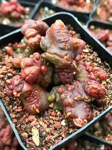 22红高砂一点红缀化仙人球多肉植物趣味绿植盆栽花卉园艺ag.