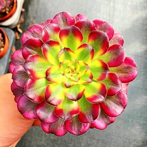 22精品红覆轮锦多肉红腹轮多肉植物法师肉肉庭l院花卉盆栽绿植防