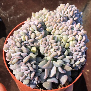 多肉雪精灵缀化