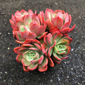 绮罗多肉老桩超大