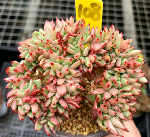 22多肉植物 多肉 魅灵缀化 9厘米u盆 有根 一物一拍!果冻 血斑a.