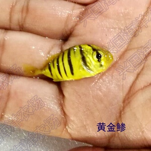 领航鱼缸