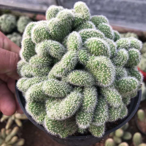 仙人球白檀缀化