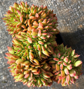 22云南基地直发 大颗多肉植物 拉姆雷特缀化q发货新手推荐易养活