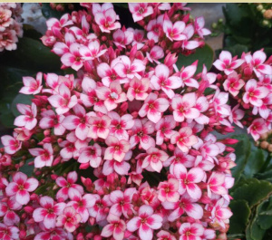 22长寿花俗名长寿盆栽花v卉植物盆景带花净化孔雀单瓣品种阳台桌