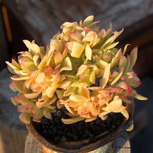22柠檬卷缀化老桩多肉植物稀v有品种多肉盆栽超萌肉肉桌面绿植花