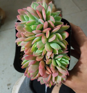 绮罗多肉老桩超大