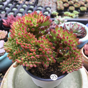 【多肉小红旗】多肉小红旗品牌,价格 - 阿里巴巴