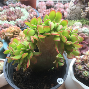 22多肉植物西瓜宝珠多头老桩丸叶松绿缀化绿植花卉萌肉肉组合b小