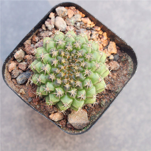 同款货源天基家居专营店天猫奇特球,圆盘玉属,输入种精美实生仙人球