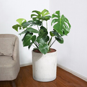 喜阴水生植物盆栽