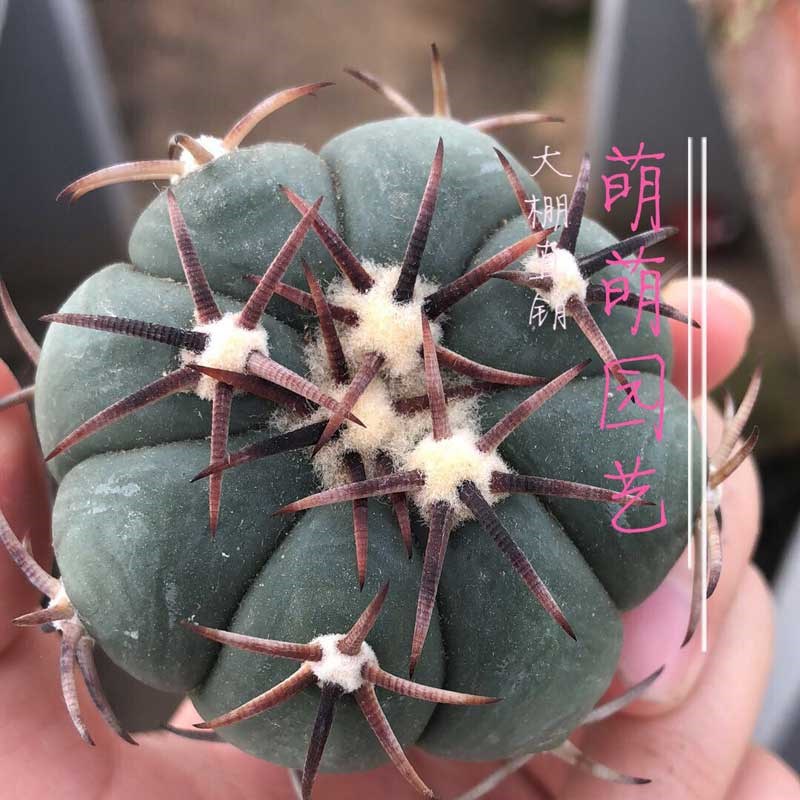 翠平丸实生仙人球可一物一拍多肉植物精品仙人球.