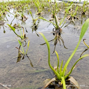 江西驿前特色精品蔬菜新鲜青菜泽泻苗农家中药泽泻梗 绿化河道