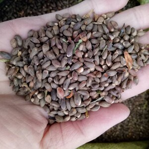 洒金塔圆刺蜀桧香扁柏树籽松树装枕头桧柏种子黄柏香柏树