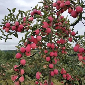 东北耐寒鸡心果苗南方北方四季种植鸡心果树苗盆栽地栽矮化苹果苗