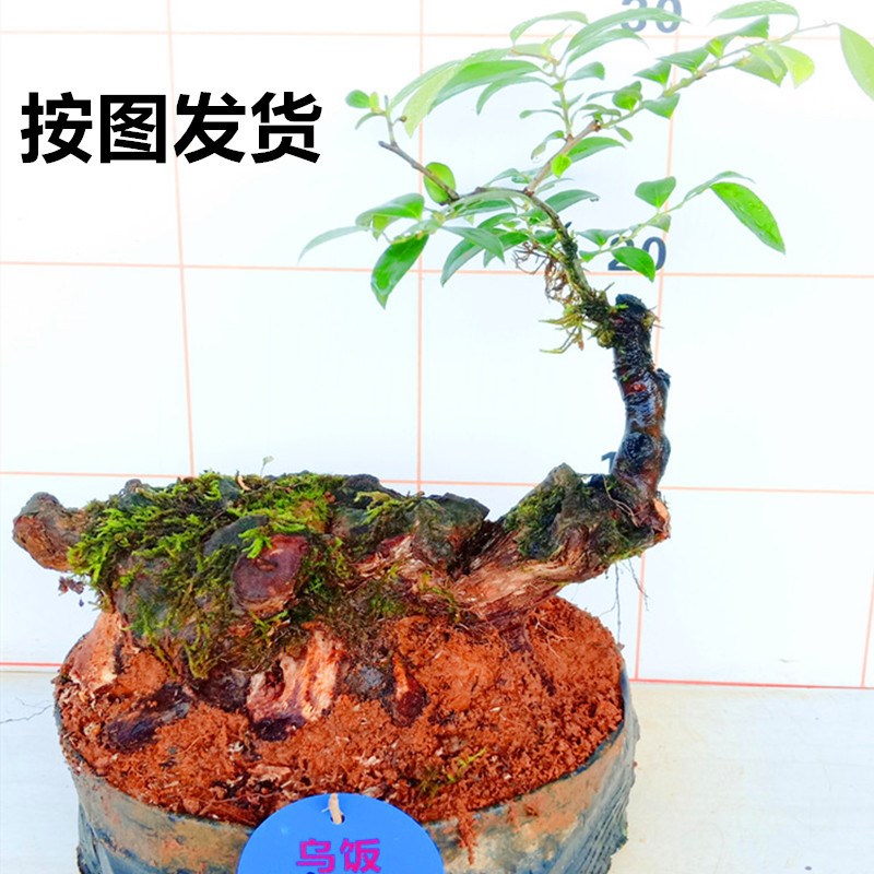 南熟桩乌饭树阳台室内烛四季辐射下单防盆景栽培常绿植物