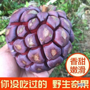 老虎果苗布福娜树苗菠萝葡萄恶魔果实冷饭团少见水果野果苗5人付款62