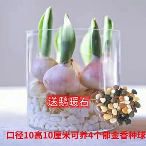 水培玻璃花盆圆形正方形透明郁金香种球水养植物器皿花瓶迷你鱼缸