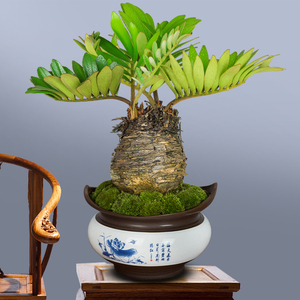 铁树盆景多头铁