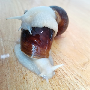 怀孕蜗牛临产种蜗牛白玉蜗牛食用养殖蜗牛50只试养供技术包回收.