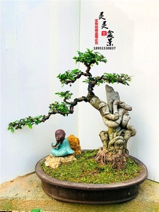 000人付款淘宝新月雪盆景附石抱石小盆栽提根造d型植物微型金边六月雪