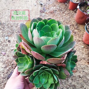 加州香炉盘超大单头大型种多肉植物高端法师.