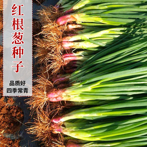 028人付款淘宝红根小香葱种子红葱头小香葱籽葱头葱种籽四季农家盆栽