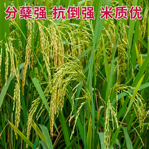 长耕水稻种子泰国米种夏季四季水稻种籽大田香米谷长粒珍珠米种孑