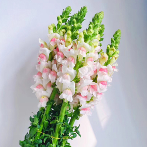 花致云南昆明基地直发斗南鲜切花粉色白色黄色金鱼草家庭水养鲜花