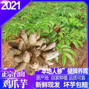 台山鸡爪芋