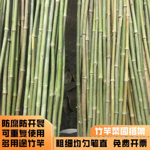 江苏豆角架杆菜园搭架小竹子竹篱笆栅栏竹竿爬藤架细竹竿蔬菜番茄