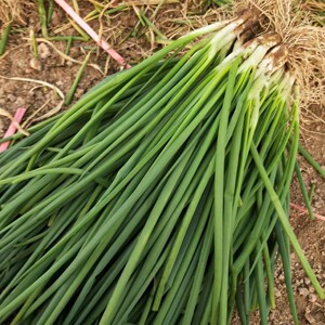 农家自种露天现挖新鲜小香葱分葱带根香葱可吃可种四季葱