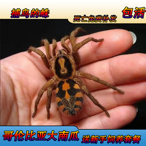 哥伦比亚捕鸟蛛