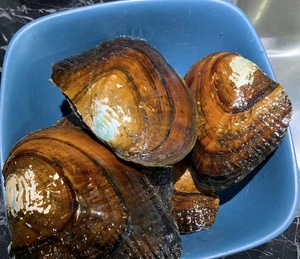 老蚌农 天然淡水爱迪生珍珠活体开蚌私人订制