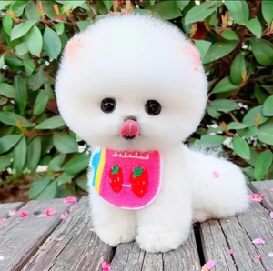 00tsq307淘宝纯种博美犬幼犬活体迷你茶杯犬可爱家养俊介小型犬长不