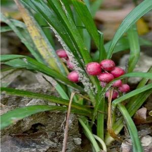 800人付款淘宝贵州中药材吉祥草 观音草 小青胆小叶