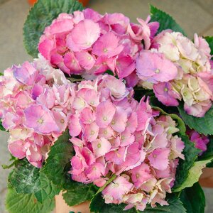 新品大花绣球星星糖盆栽花苗闪闪星花园植物好养易活c重复开八仙