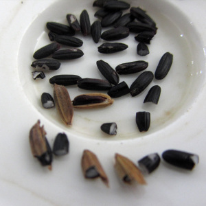 洋县黑米谷种水稻高产种子陕西黑米谷种黑稻谷种5