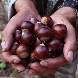 福建建瓯锥栗毛栗子尖板栗油锥香糯甜粉5斤圆板栗