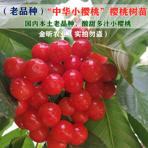 四季果树苗老品种本地土樱桃苗中华小樱桃树苗甜盆栽地栽南方改良