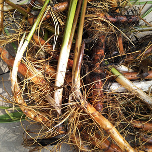 野外新鲜水菖蒲老根泥菖莆臭蒲根水菖蒲草根水剑草中药材一斤包邮