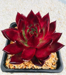 红檀汁柏拉图新款多肉植物美观趣味阳台庭院组合盆栽满包邮.