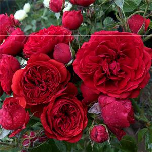 大地主/弗朗索瓦拉伯雷 欧月苗 丰花月季 勤花 月季盆栽芳香多头