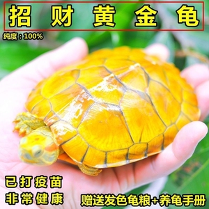 招财黄金龟纯种金钱龟小宠物乌龟活物深水龟吃菜风水长寿龟幼龟粮