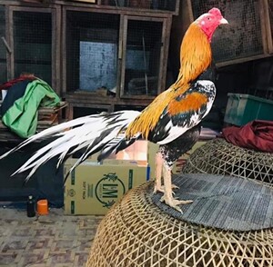 泰国斗鸡 种蛋 受精蛋可孵化泰国剑尾种蛋 纯泰国斗鸡种蛋5个包邮