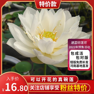 凉思微型碗莲种藕荷栽莲花阳台水培花卉观赏植物建国碗莲苑