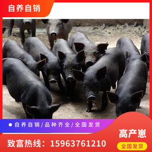 自养自销 巴克夏黑猪幼崽 黑猪种猪 沂蒙黑母猪 土黑猪育肥猪