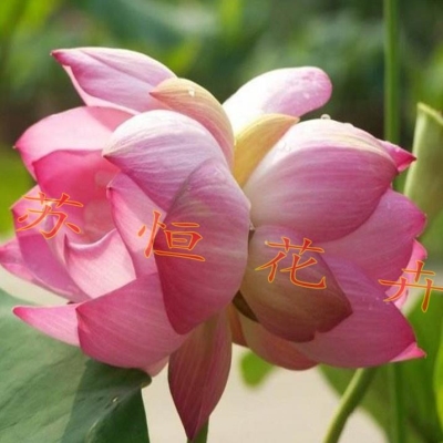 并蒂莲花盆栽水莲并绨苗蹄莲荷花种藕家庭苗池塘观h赏四季水生花