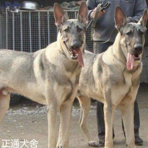 狼青犬幼犬纯种大型巨型中华青狼大狼狗活体狗崽日本军犬警犬看家