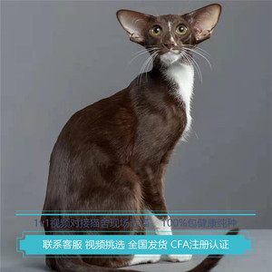 东方短毛猫咪纯种血统异国短毛猫赛级虎斑蓝白纯黑纯白猫舍曼基康